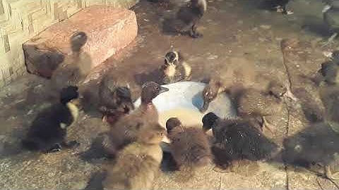 How Duck Farming make Million Eggs Duck Processing Line - Modern Poultry Farm Technology "part 34"