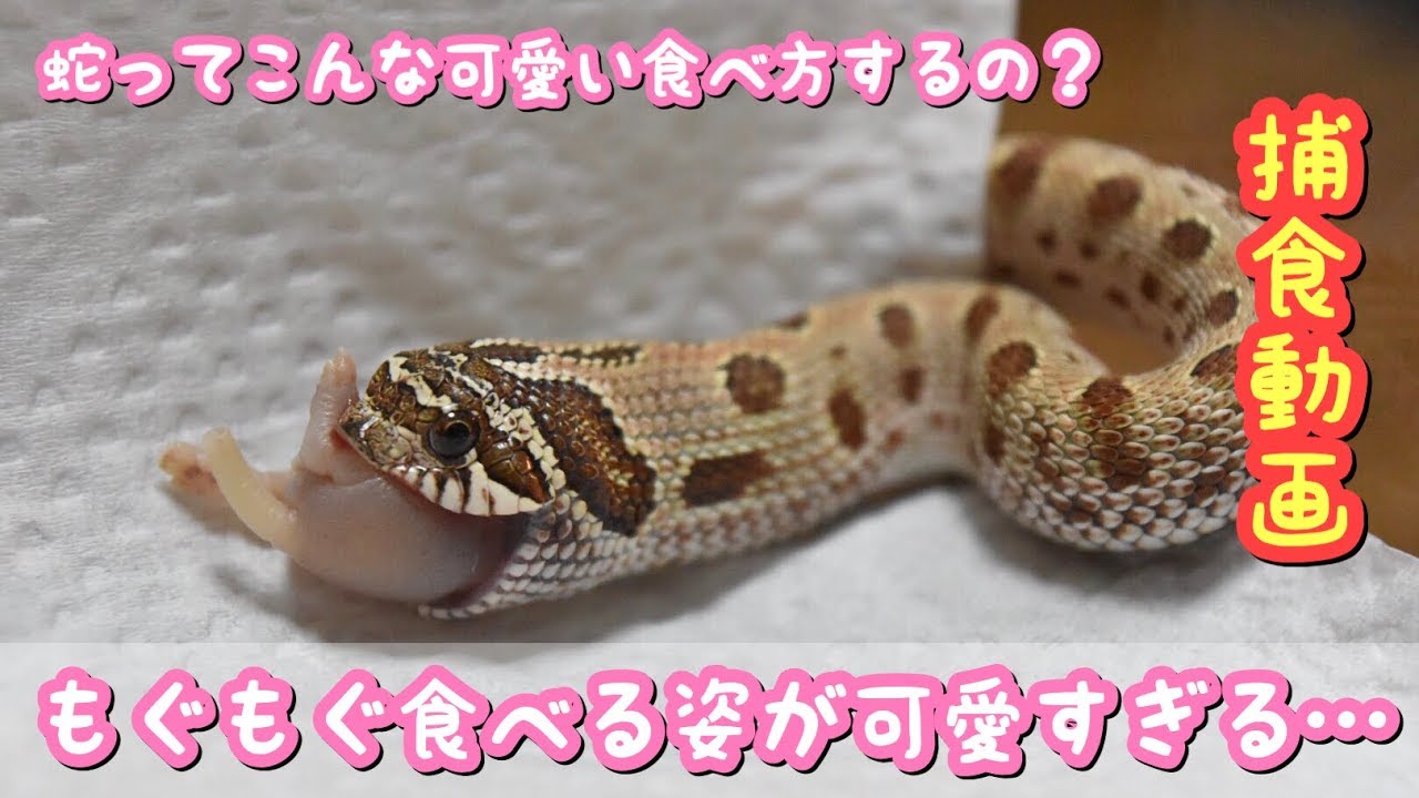 蛇ってこんな可愛い食べ方するの セイブシシバナヘビの捕食 Youtube