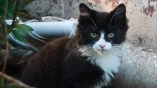 Meet Bo - FCCO's 100,000th cat helped! by Feral Cat Coalition of Oregon 1,157 views 4 years ago 2 minutes, 4 seconds