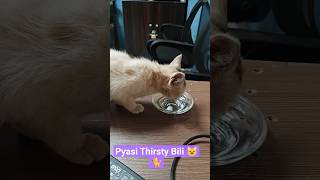 Thirsty Cat 😺#cat #funnycat #funny #catshorts #trending #cute #viral #kitten #pets #cutecat #thirsty