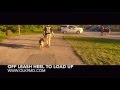 Reactive German Shepherd transforms with Off Leash K9 Training, Maryland Reactive German Shepherd transforms with Off Leash K9 Training, Maryland