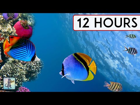 Aquarium