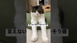 人には言えない過去がありそうな猫 #shorts