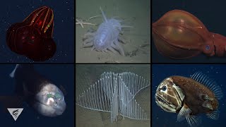Creature Feature Some Of Mbaris Most Iconic Deep-Sea Critters
