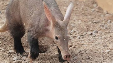Aardvark Sound Effect
