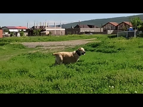 ქართული ნაგაზი ლირა ველოდებით ლეკვებს დაახლოვებით 20/05/21 ულამაზეს გოგონებს და ბიჭებს