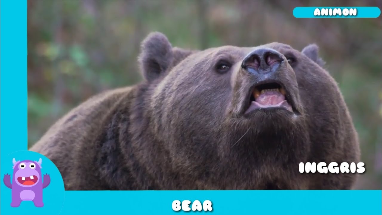 Mengenal Nama Hewan Darat Laut Dalam Bahasa Inggris 6 Youtube