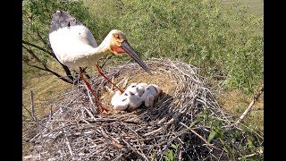 Гнёзда дальневосточного аиста скрытой камерой 2