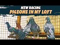 New racing pigeons in my loft  racer pigeons  aman prabhakar