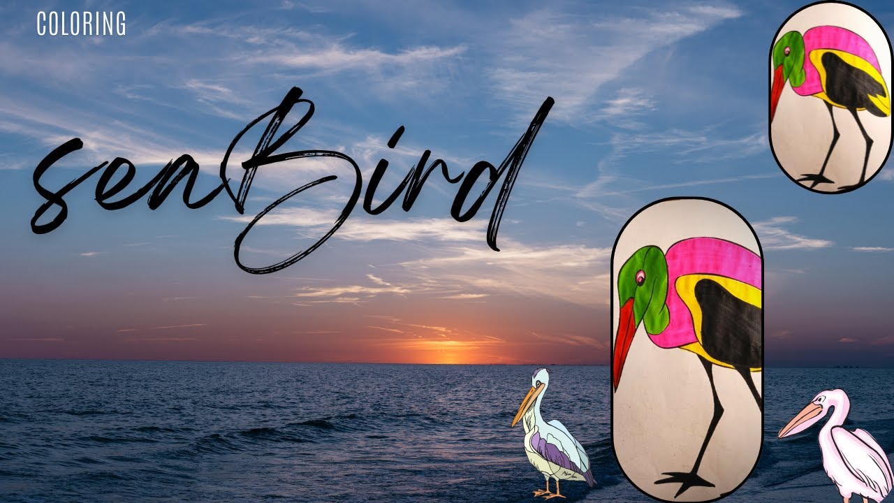 🔴Seabird | Coloring 