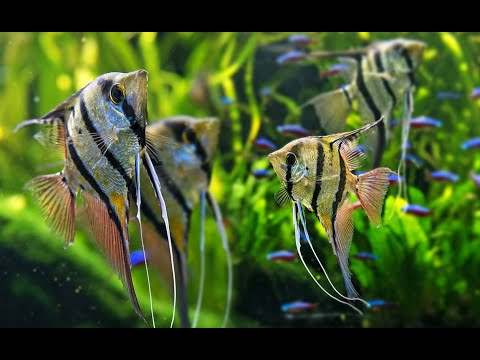 Video: Descrierea peștelui negru
