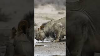 Kalahari Aslanlarının Susuzlukla Mücadele Stratejileri 🦁💧 Resimi