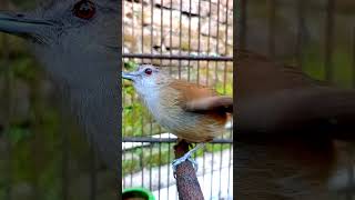 top pancingan burung bahan lekas gacor khas pelanduk semak ngleper. #birds