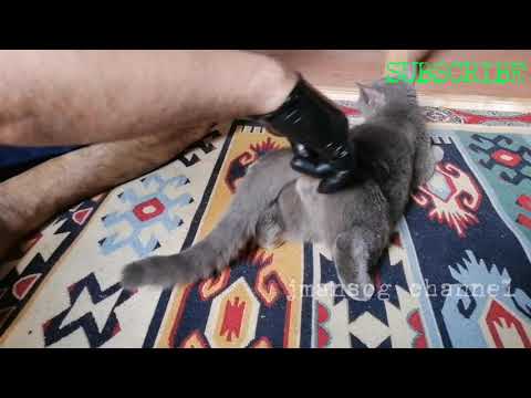 Video: Apakah Cat's Claw anti inflamasi?