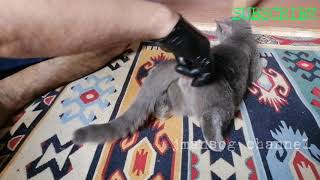 HOW TO STOP HEAT CYCLE OF YOUR CAT | Jmansog Channel #shorts #youtubeshorts #cat