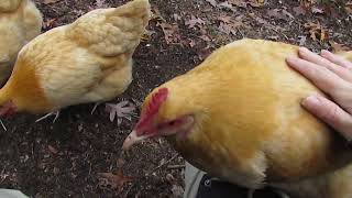 One of My Chickens Decided to Hop on My Lap While I Was Filming Them