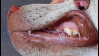 Download Lagu karang gigi pada Anjing MP3