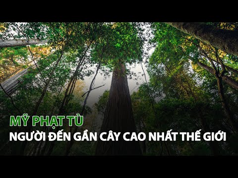 Video: Những cây cao nhất trên thế giới là gì?
