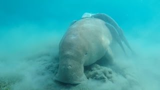 Dugong at Marsa Mubarak by Arnaud