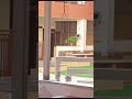 #yshorts#birds#sparrow#love#food#life