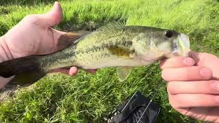 I caught so many bass at a farm pond