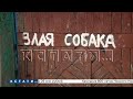 Чтобы спасти прохожих от сорвавшегося с цепи пса, сотрудникам полиции пришлось открыть огонь