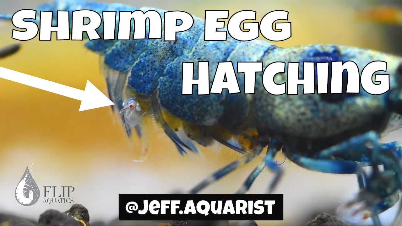 Pregnant Shrimp Giving Birth Egg Hatching YouTube pregnant-shrimp-giving-birth-egg-hatching-youtube
