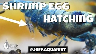 Pregnant Shrimp Giving Birth  Egg Hatching