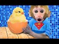 Monkey Baby Bon Bon plays with Chicks in the swimming pool and go to the toilet with puppy