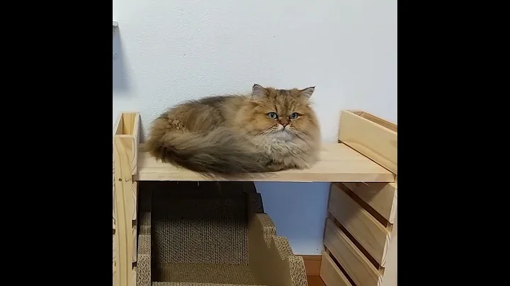 Watch the video about 0039 A cute chinchilla golden Persian cat, her name is Hitomi.Distributed from Japan. #Shorts