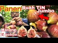 PANEN BUAH TIN JUMBO DI JEPANG