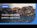 Double-strength mouse poison approved as plague ravages WA Wheatbelt | ABC NEWS
