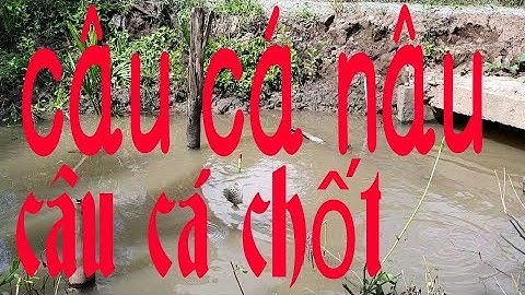 CÂU CÁ NÂU | CÂU CÁ CHỐT TRONG VUÔNG | quốc toản fishing
