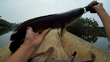 Câu lure mồi nổi với Frogtoon v4 (Snakehead lure fishing with the Hollow Body Frog)