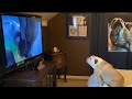 Khaleesi the Bulldog, “Jurassic Park” Reaction