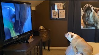 Khaleesi the Bulldog, “Jurassic Park” Reaction by Elvis and Khaleesi 102,779 views 3 years ago 3 minutes, 17 seconds