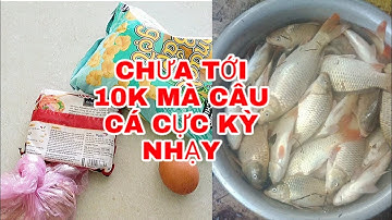 Bài Mồi Câu Cá Chép Cá Diếc Cực Nhạy Chưa Tới 10k Câu Cả Ngày Bình Vlog
