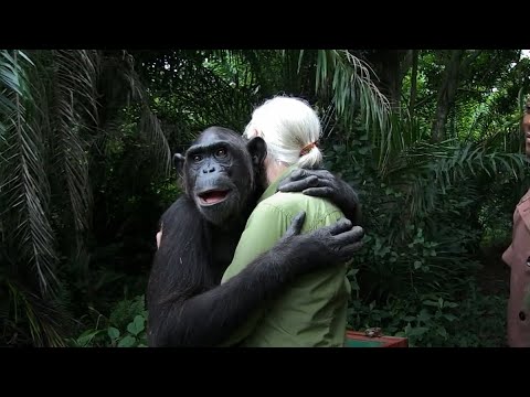 제인구달 박사가 침팬지를 섬에 풀어주는 장면