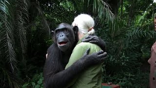 Jane Goodall releases chimpanzee on island