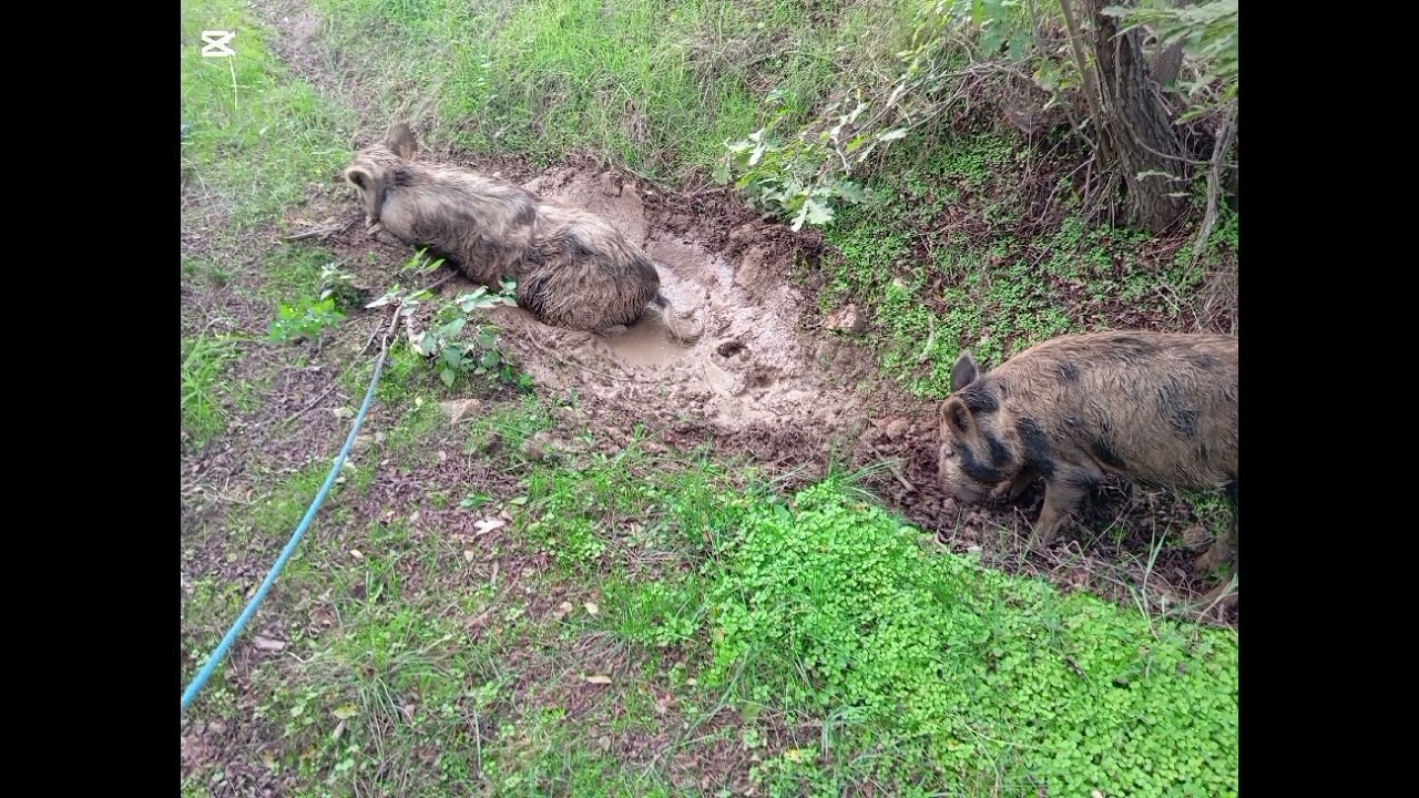 POSAVKA OBUKA NA DIVLJU SVINJU!🦮🐗 OD POČETKA DO KRAJA!