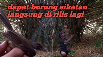 Jaring burung di hutan bambu dapat burung cantik