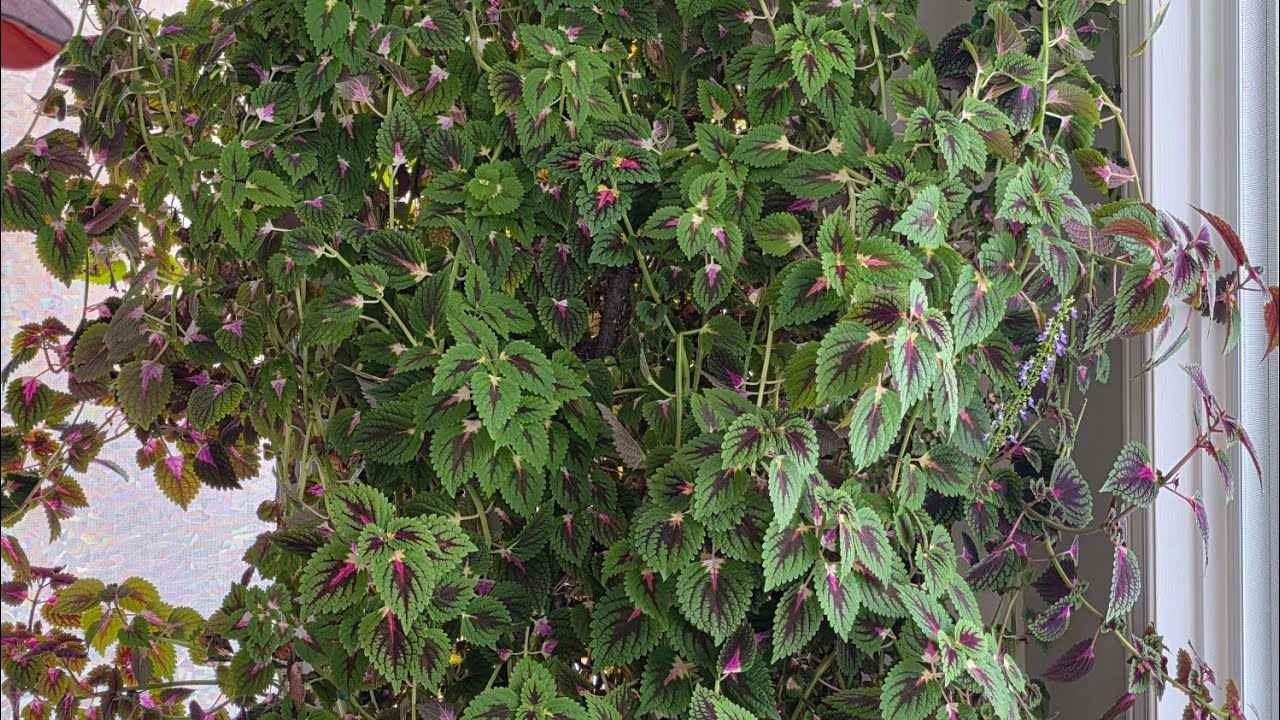 Plant Addicts Tips is live! Coleus Flowers on world's tallest Coleus 🤓💞