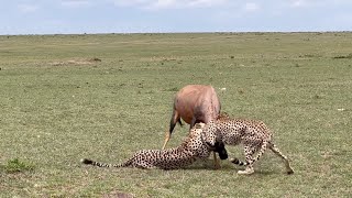 Cheetah Brothers Struggle To Hunt A Topi Only To Be Robbed