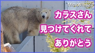 見事な茶グマのリラ　新しい飼育員さんが隠した餌はどこ？　先回りしたカラス