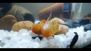 Lobster molting, crayfish molting - orange cray fish