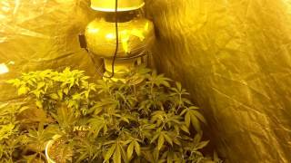 medical marijuana grow  update on veg tent