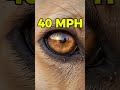 The "Ghost Dog" of the Sahara! 😲 Azawakh 2026 Mysterious Rare Dog Breed