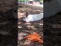 人間が人参をくれるのをずっと待っているうさぎ
