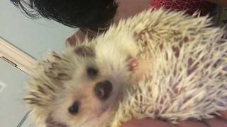Meet My Hedgehog!!