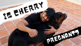 Gundu Papa Stomach-la Kutty Pappa | Is Cherry Pregnant? | Pregnant Rottweiler Vlog | Chatty Rotty